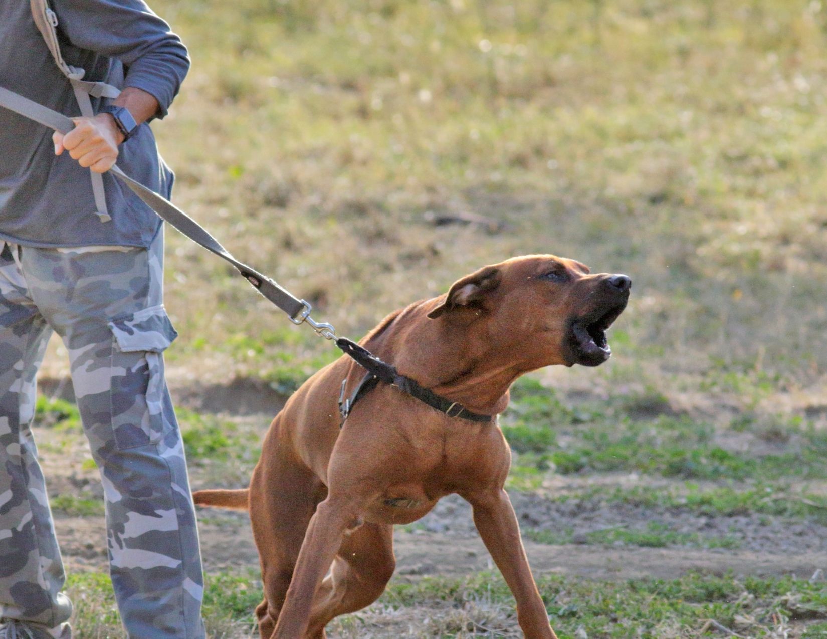 Calm Four Legged Followers