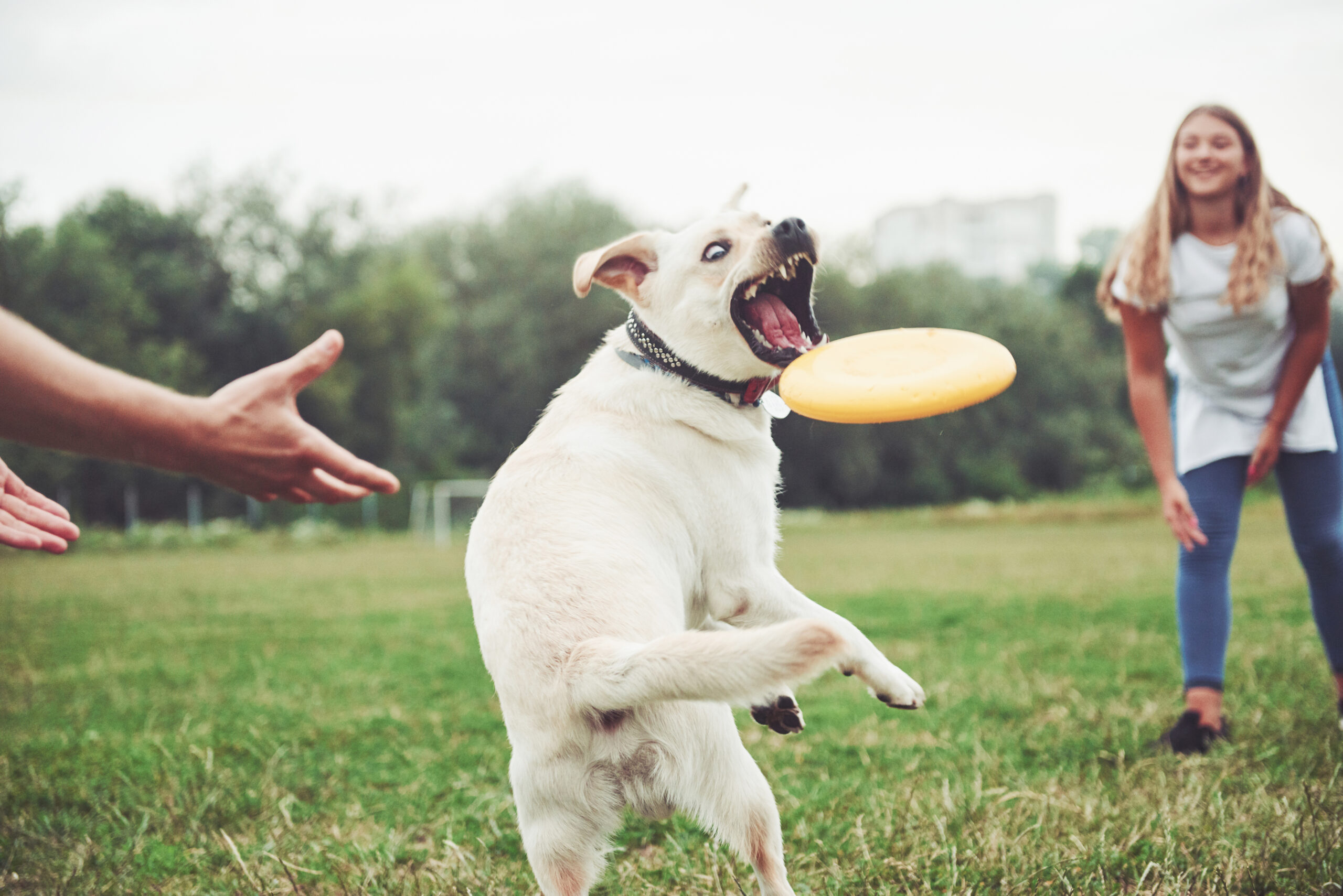 Calm Four Legged Followers