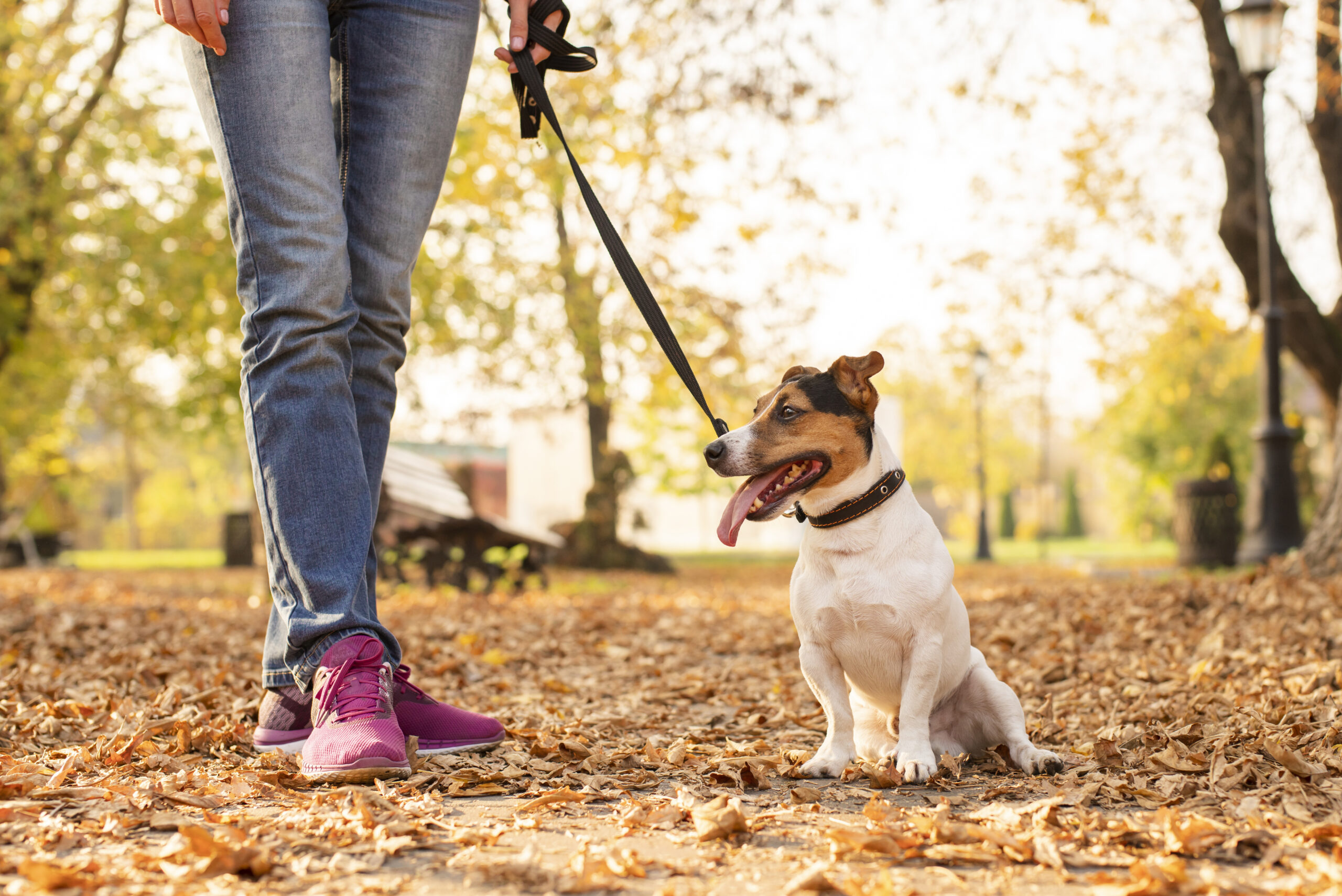 Calm Four Legged Followers